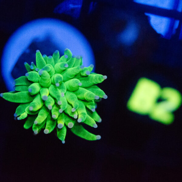 Avalanche Grail Torch - Image 3