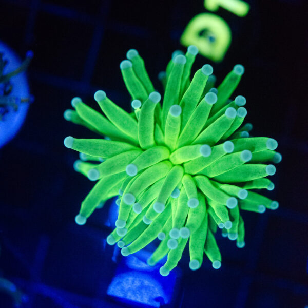 WYSIWYG Ultra Grail Torch - Image 2