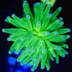 WYSIWYG Ultra Grail Torch