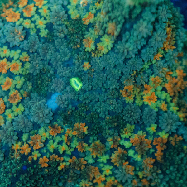 WYSIWYG XL Frankinstein Mushroom - Image 2