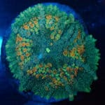 WYSIWYG XL Frankinstein Mushroom