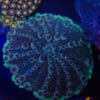 WYSIWYG XL Globular Mushroom