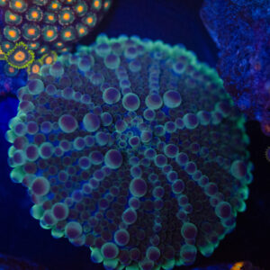 WYSIWYG XL Globular Mushroom