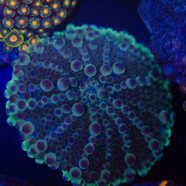 WYSIWYG XL Globular Mushroom