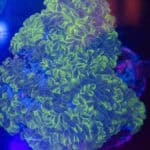 WYSIWYG XL Pearl Bubble Coral