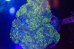 WYSIWYG XL Pearl Bubble Coral