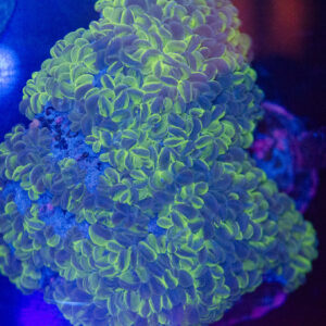 WYSIWYG XL Pearl Bubble Coral