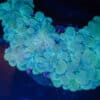 WYSIWYG Teal Bubble Coral