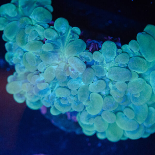 WYSIWYG Teal Bubble Coral - Image 2