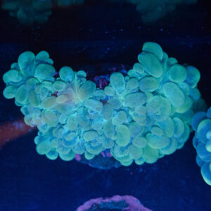 WYSIWYG Teal Bubble Coral