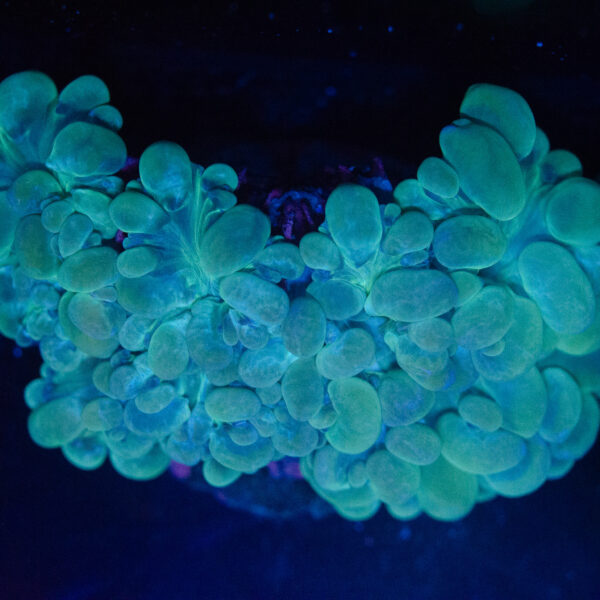 WYSIWYG Teal Bubble Coral - Image 3