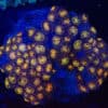 WYSIWYG Zoa Colony – Duskgold Echo