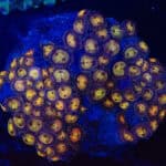 WYSIWYG Zoa Colony – Duskgold Echo