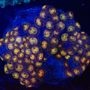 WYSIWYG Zoa Colony – Duskgold Echo