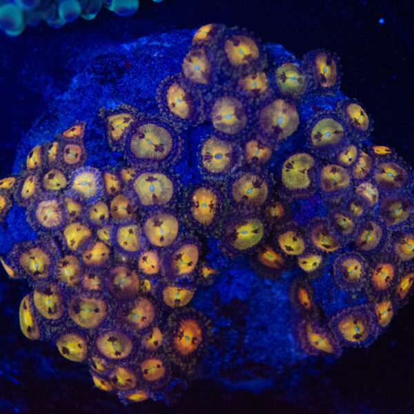 WYSIWYG Zoa Colony – Duskgold Echo
