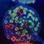 WYSIWYG Zoa Colony – Firelight Fusion