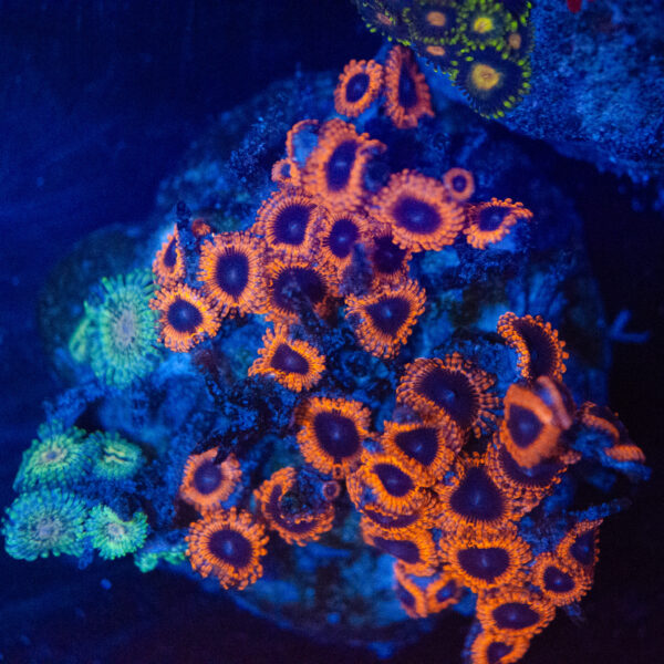 WYSIWYG Zoa Colony – Amber Reign