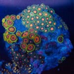 WYSIWYG Zoa Colony – Solarlace Patch