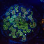 WYSIWYG Zoa Colony – Swampfire