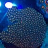 WYSIWYG XL Zoa Colony – Afterlight Bloom