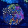 WYSIWYG Zoa Colony – Pulse Shard