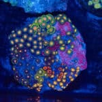 WYSIWYG Zoa Colony – Pulse Shard