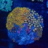 WYSIWYG Zoa Colony – Pulse Array