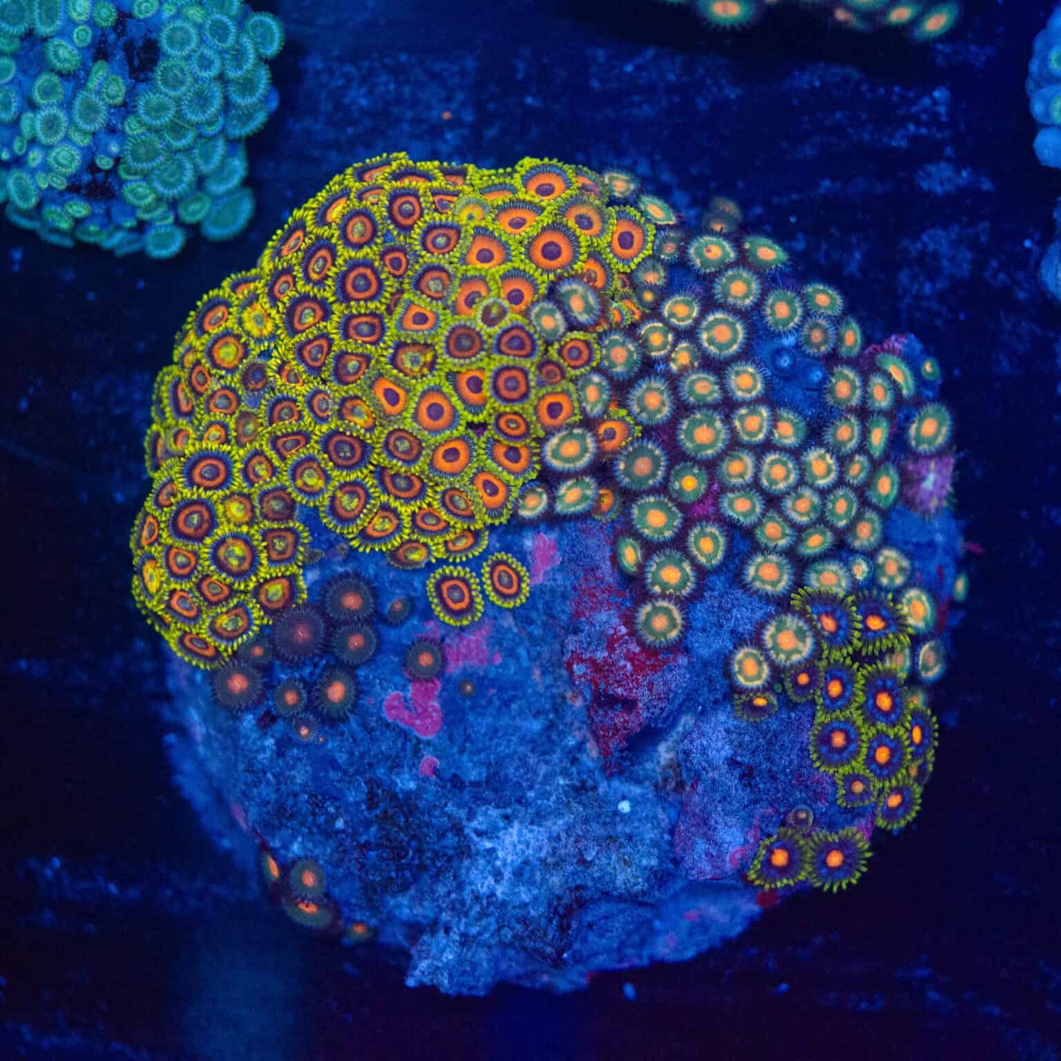 WYSIWYG Zoa Colony – Pulse Array - CoralVault