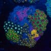 WYSIWYG Zoa Colony – Circuitstorm