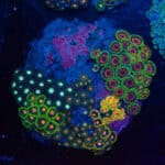 WYSIWYG Zoa Colony – Circuitstorm