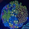 WYSIWYG Zoa Colony – Polypstorm