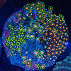 WYSIWYG Zoa Colony – Polypstorm