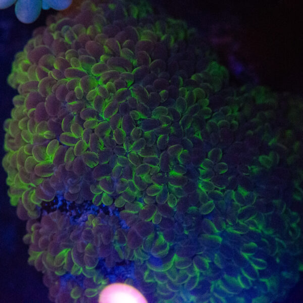 WYSIWYG XL Pearl Bubble Coral - Image 2