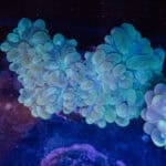 WYSIWYG Teal Bubble Coral