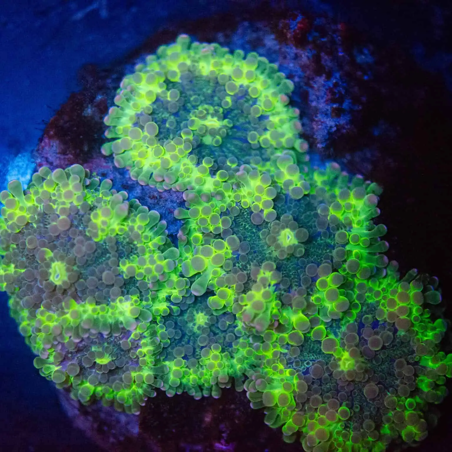 Uranium Rim Ricordea Yuma Mushroom - CoralVault