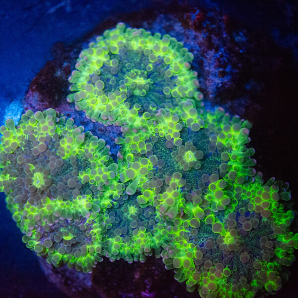 Uranium Rim Ricordea Yuma Mushroom