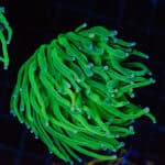 Avalanche Grail Torch