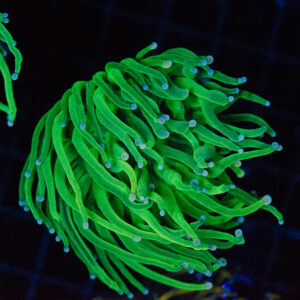 Avalanche Grail Torch