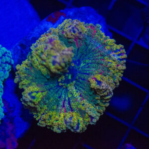 Rainbow Ricordea Yuma Mushroom