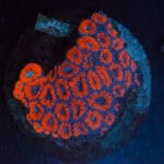 WYSIWYG Red Acan Colony