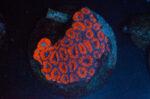 WYSIWYG Red Acan Colony