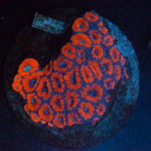 WYSIWYG Red Acan Colony