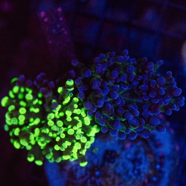 WYSIWYG Large Natural Grafted Frogspawn - Image 3