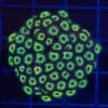 WYSIWYG Yellow Submarine Zoas
