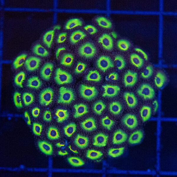 WYSIWYG Yellow Submarine Zoas