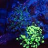 WYSIWYG Large Natural Grafted Frogspawn
