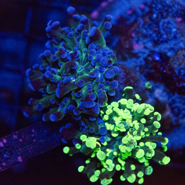 WYSIWYG Large Natural Grafted Frogspawn