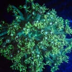 WYSIWYG XL Neon Green Goniopora Colony