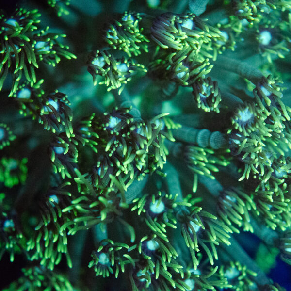 WYSIWYG XL Neon Green Goniopora Colony - Image 2