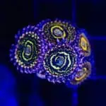 Stratosphere Zoas – Single Polyp